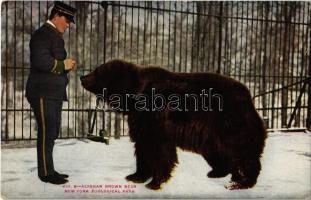 New York City, New York Zoological Park, Alaskan Brown Bear (EK)