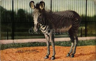 New York City, New York Zoological Park, Grevey Zebra (EK)
