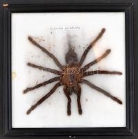 Pók preparátum, keretben, több helyen sérült, 20×20 cm