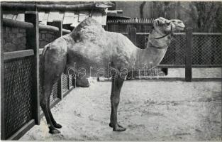 Budapest XIV. Székesfővárosi Állatkert, szudáni lovagló teve
