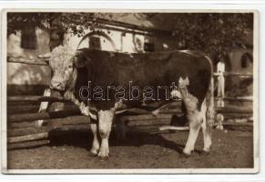 Mezőhegyes ménesintézet törzsbika