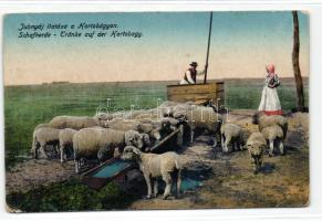 Juhnyáj itatása a Hortobágyon