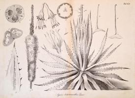 Különféle növényes metszetek, 6 db, közte 2 nyomattal, és 2 fákat ábrázoló nyomattal. Különféle mére...