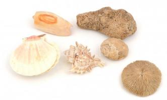 Tengeri kagylók, fosszíliák 6 db