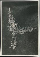 1929. május, Kinszki Imre (1901-1945) budapesti fotóművész hagyatékából, jelzés nélküli vintage fotó, a szerző által datálva és sorszámozva (ez a 159. sz. felvétele), 8,3x5,7 cm