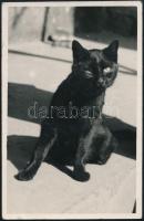cca 1937 Kacsintó fekete cica, Kinszki Imre (1901-1945) budapesti fotóművész hagyatékából, jelzés nélküli vintage fotó, 8,5x5,5 cm