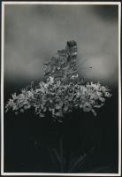 cca 1936 Kinszki Imre (1901-1945) budapesti fotóművész pecséttel jelzett, feliratozott, vintage fotóművészeti alkotása (Verőce, pillangó), 16,5x11,5 cm