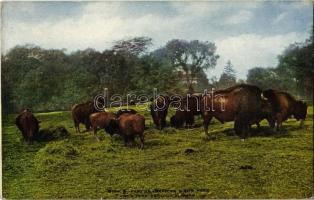 New York City, New York Zoological Park, American bison herd (EK)