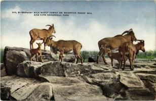 New York City, New York Zoological Park, Barbary wild sheep family on mountain sheep hill