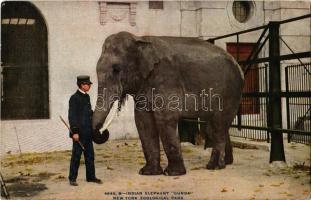 New York City, New York Zoological Park, Indian elephant Gunda (EK)