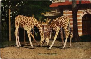New York City, New York Zoological Park, giraffes feeding (EK)