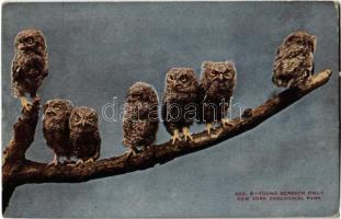 New York City, New York Zoological Park, young screech owls