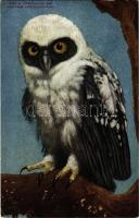 New York City, New York Zoological Park, Spectacled owl (EK)