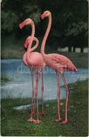 New York City, New York Zoological Park, European flamingo (EB)