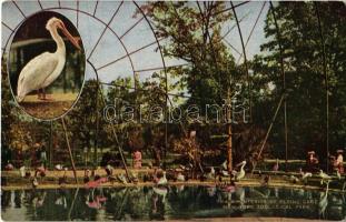 New York City, New York Zoological Park, interior of flying cage