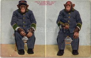 New York City, New York Zoological Park, Chimpanzee Baldy in uniform