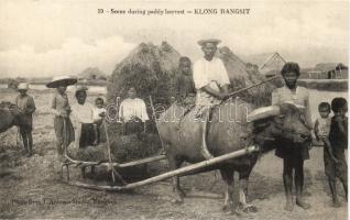 Klong Rangsit Harvest (Rb)