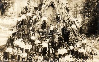 Huge tree in California with lumberjacks Photo