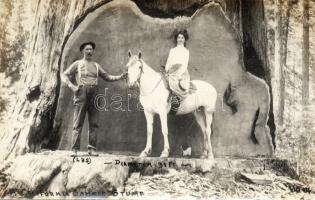 Huge tree in California with lumberjack Photo