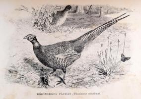 Fónagy József: A fácán és fogoly vadászata, tenyésztése, hálóval való fogása
Budapest, [1900], Athe...