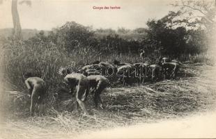 Africa: picking herbs