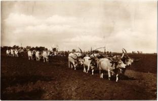 Hortobágy, szántás, szürke marhák, magyar folklór. Sz.B.B. 2033. Photo Mészöly