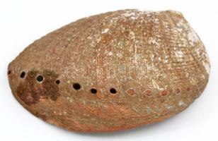 Festett kagyló, h: 15,5 cm