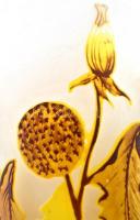 Gallé jelzéssel virágmintás váza, többrétegű, kis kopásokkal, m: 20 cm