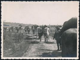 1940 Magyar lovasosztag az erdélyi bevonuláskor, hátoldalon feliratozott fotó, 8,5×11,5 cm