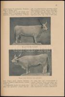 1903 Falusi Gazda naptára az 1903-ik évre. A magyar gazdák, kertészek, lelkészek és tanítók számára....