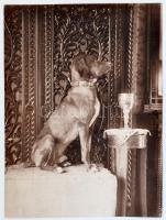cca 1910 Kutya díjserlegével, fotó felületén törésnyom, 23×17 cm