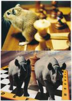 10 db MODERN Caissa Kft. sakk motívumlap: állatokkal / 10 modern chess motive postcards: animals