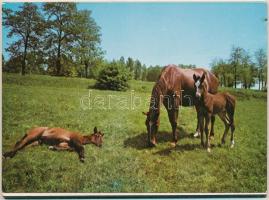Ménes. Modern leporellófüzet 8 lappal különböző magyar ménesek lovaival. Képzőművészeti Alap Kiadóvá...