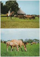 Ménes. Modern leporellófüzet 8 lappal különböző magyar ménesek lovaival. Képzőművészeti Alap Kiadóvá...