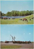 Ménes. Modern leporellófüzet 8 lappal különböző magyar ménesek lovaival. Képzőművészeti Alap Kiadóvá...