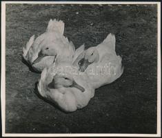 cca 1934 Kinszki Imre (1901-1945) budapesti fotóművész hagyatékából, pecséttel jelzett, vintage fotó (Három kacsa), 12,6x15 cm