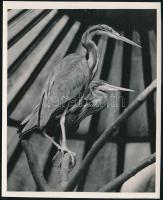 cca 1932 Kinszki Imre (1901-1945) budapesti fotóművész hagyatékából, pecséttel jelzett, vintage fotó (Red herons), 17,7x11,8 cm