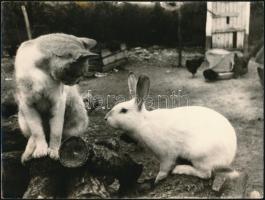 cca 1970 Mészáros László feliratozott vintage fotóművészeti alkotása (Kívánós nyuszi), 18x24 cm