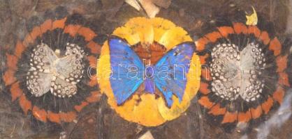 Jelzés nélkül: Lepke szárnyakból készült kollázs kép. Kissé sérült. 35x26 cm