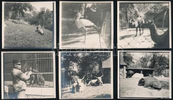 cca 1930-1940 Budapest, állatkerti életképek, 6 db fotó, 6×6 cm