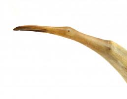 Jelzés nélkül: madár figura. Szaru. 50 cm