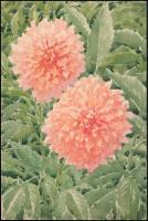 Jelzés nélkül, 3 db mű: Virágok. Akvarell, papír, 15,5x25 cm