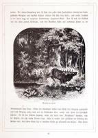 Bilder aus Elsaß-Lothringen. Orginial-Zeichnungen von Robert Aßmus. Schilderungen von Karl Stieler. ...