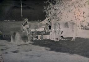 cca 1946 Tiszavölgyi József (1909-?) budapesti fotóriporter hagyatékából 9 db vintage üveglemez nega...