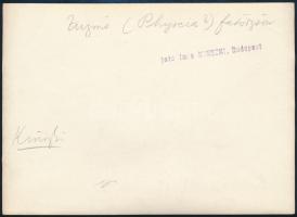 cca 1935 Kinszki Imre (1901-1945) budapesti fotóművész hagyatékából, pecséttel jelzett, aláírt, vint...