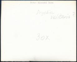 cca 1933 Kinszki Imre (1901-1945) budapesti fotóművész hagyatékából, a szerző által feliratozott, vi...