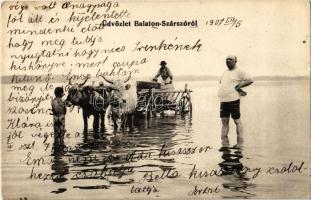 1907 Balatonszárszó, ökörszekér a Balatonban (EK)