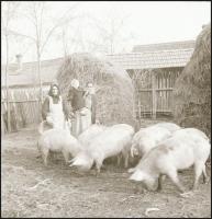 cca 1960 Mezőtúri gazdálkodó családokról készült felvételek, Tiszavölgyi József (1909-?) budapesti f...