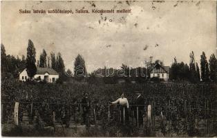 1913 Szikra (Lakitelek), Szász István szőlőtelepe Kecskemét mellett. Fantó fényképész felvétele
