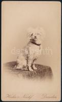 cca 1880 Kutya műtermi fotója, keményhátú fotó egy drezdai műteremből, 10,5×6 cm